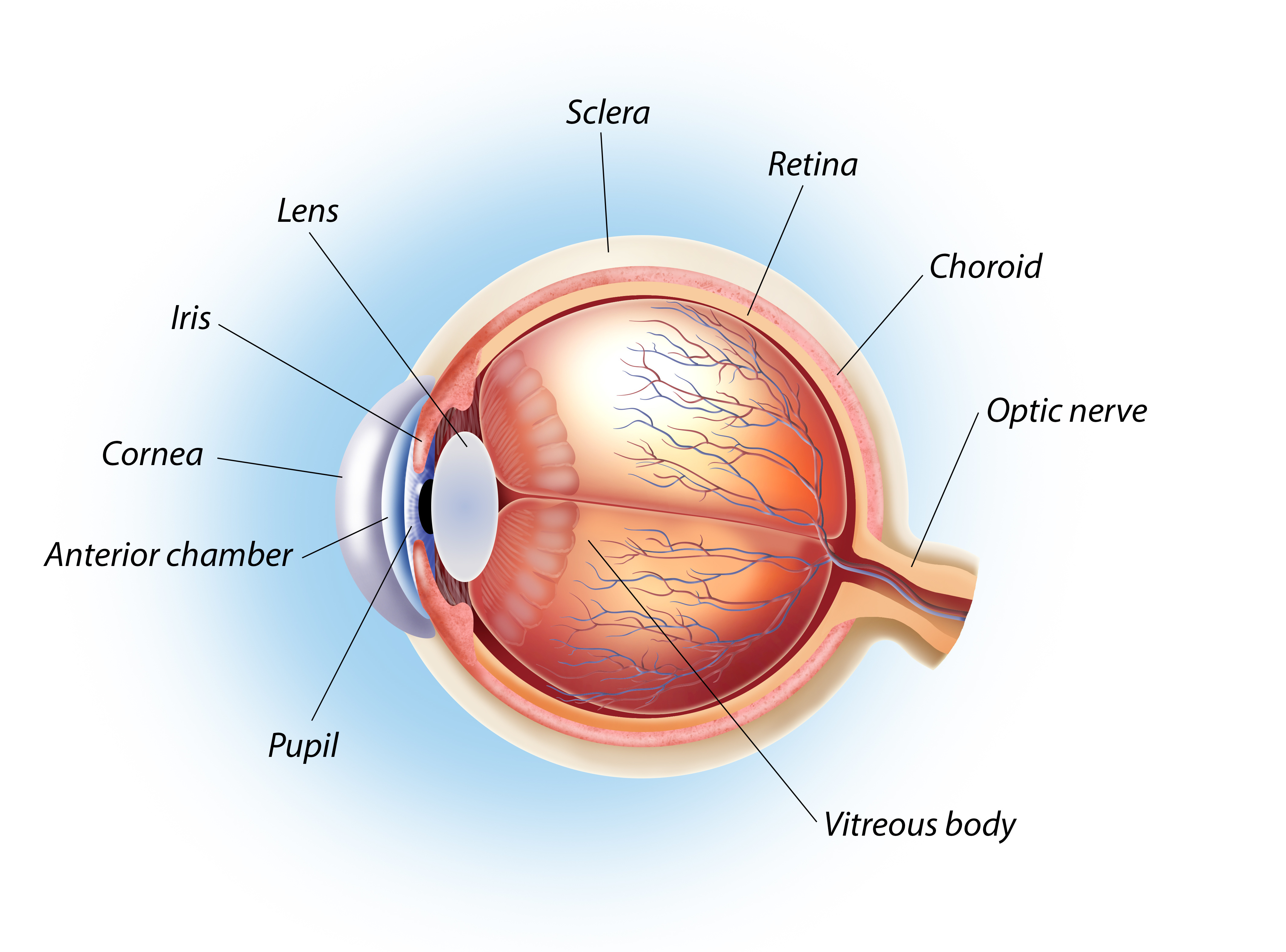 Eye anatomy