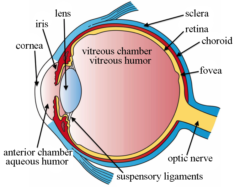 Three main layers of the eye picture