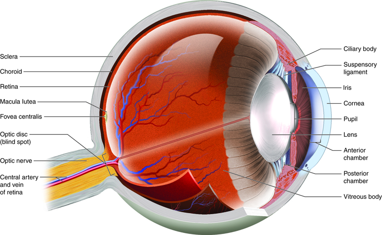 What is papilledema