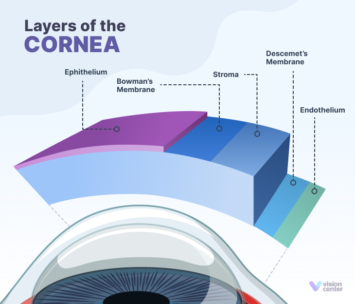 layers of the cornea